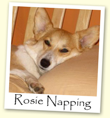 Welsh Corgi - Rosie