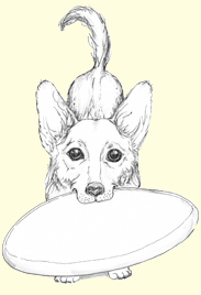 Rosie - Welsh Corgi